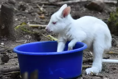Ein Tierschicksal bewegt: Seit fünf Tagen fehlt von dem weißen Känguru-Baby Mila jede Spur. 