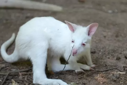 Das Känguru-Baby Mila ist vergangene Woche aus dem Siegelbacher Zoo verschwunden. 