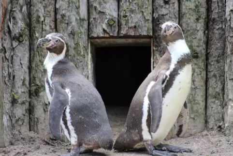 Publikumslieblinge in Landau: Humboldt-Pinguine.
