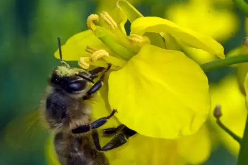 Die Bestäubungsleistung von Bienen ist für die Gesellschaft von außerordentlichem Wert.