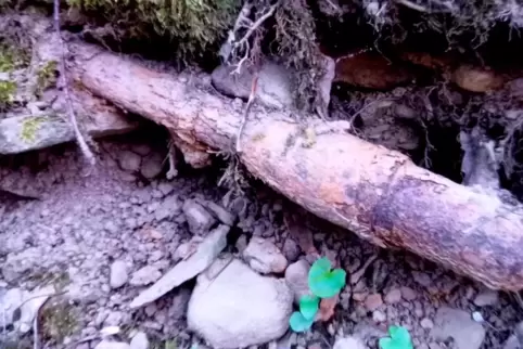 Am Waldrand Oberstaufenbachs ist die wohl 75 Jahre alte Bazooka zwischen Steinen und Wurzeln gefunden worden. 