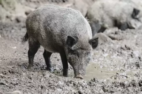 Wenn sie im Wald nicht ausreichend Futter finden, graben Wildschweine gerne auch Straßenränder auf der Suche nach etwas Essbarem
