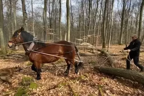 Stefan Golz arbeitet mit Noriker-Pferd Odin und Hund Molly in Stahlberg, um Baumstämme naturschonend aus dem Wald zu befördern.