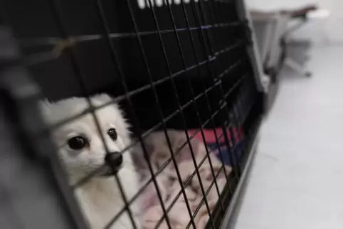 Ein Hund sitzt im Ankunftszentrum Dresden für geflüchtete Menschen aus der Ukraine in seinem Käfig. 