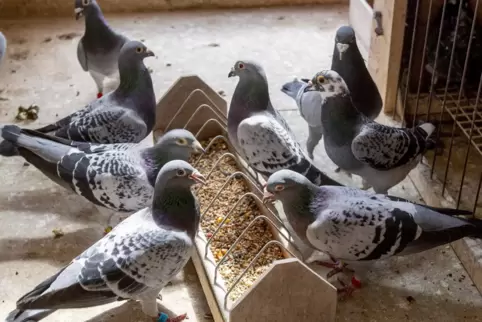 Tauben bei der Fütterung: Seit März ist das Brieftaubenwesen Immaterielles Kulturerbe. 