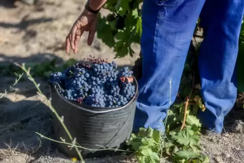 Die Weinlese beginnt in der Regel zu Saisonbeginn im September. 