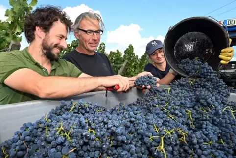 Kellermeister Dominik Leyrer und Joachim Scheuermann (Leiter Außenbetrieb) vom Weingut Bassermann-Jordan prüfen die Qualitat der
