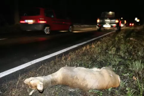 Rehe und Wildschweine werden am häufigsten Opfer des Straßenverkehrs.