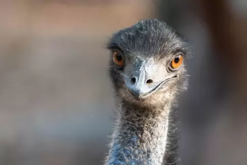 Emus sehen niedlich aus, sind aber brandgefährlich. 