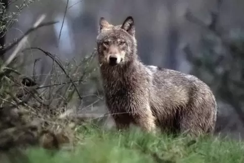Ist es wirklich ein Wolf? Das hier ist einer, fotografiert in Belgien. 