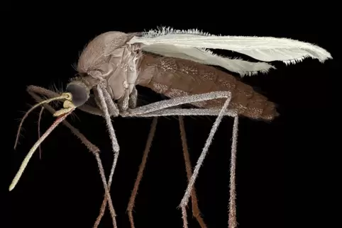 Rasterelektronenaufnahme der Hausmücke Culex pipiens. Sticht sie Habichte, Eulen oder Papageien, vermehrt sich das Virus in dere