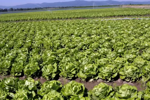 Salat so weit das Auge reicht, doch lohnt sich der Anbau noch? Ist intensive Landwirtschaft gewollt? Fragen, die sich Landwirte 