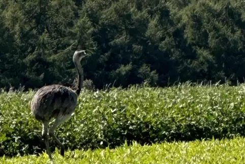 Immer noch auf freiem Fuß: Der Emu, der einem Tierhalter aus Bann davongelaufen ist, ließ sich auch am Mittwoch nicht einfangen.
