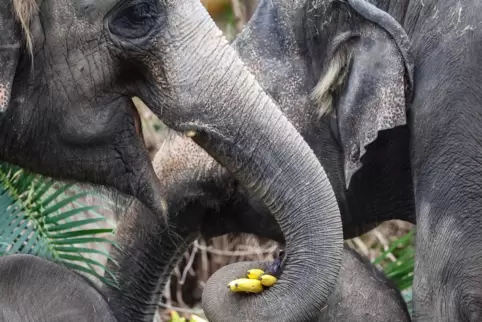 Zwei Elefantenkühe lassen sich Obst mithilfe ihrer Rüssel schmecken. 
