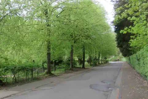 Die Friedhofstraße vor den Baumfällungen. 