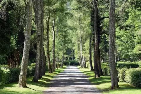 Die 80 Bäume, die gefällt werden, sind quer über das Areal des Waldfriedhofs verteilt.