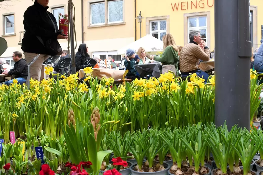 Der Osterglockenmarkt machte seinem Namen alle Ehre: Wer wollte, konnte sich einen blühenden Frühlingsboten mit nach Hause nehme