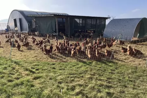 3000 Legehennen mit etwa 60 Hähnen leben in Freilandhaltung auf dem Neuhof. Dazu gib es auf Kufen verschiebbare Hühnerhäuser. 