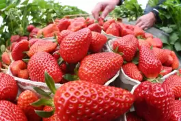 Heimische Früchte schmecken nicht nur besser, sie sind auch gesünder, sagen Forscher.