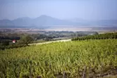 Das Anbaugebiet des Tokaj-Weins. 