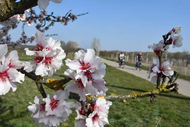 Beliebt: Blütenwanderungen durch die Weinberge beim Freinsheimer Blütenfest.