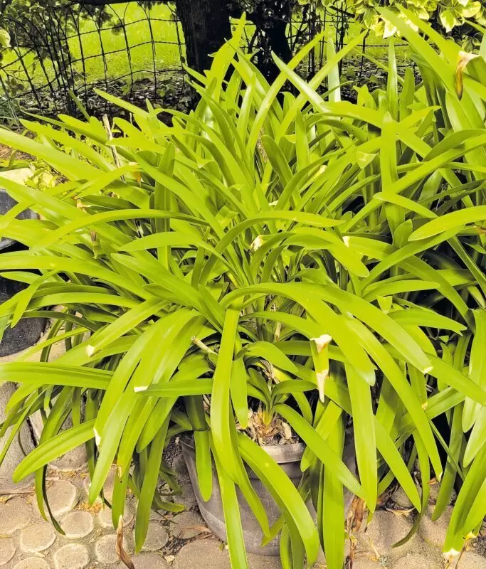 (Schmucklilie), große, kräftige Pflanze, blüht im Sommer blau, nicht winterfest, kann geteilt werden, für 50 € VB, an Selbstabho