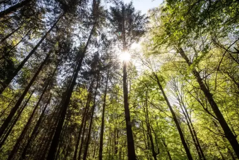 Durch die Teilnahme am Bundesförderprogramm „Klimaangepasstes Waldmanagement“ soll der Dahner Stadtwald klimaresistenter werden.