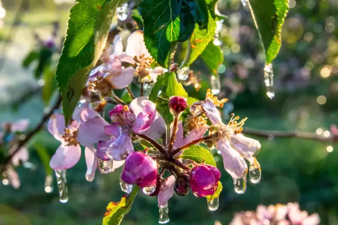 Die Frostschutzberegnung soll dafür sorgen, dass sich ein Eismantel um die Blüten bildet, der diese vor dem Erfrieren schützt –