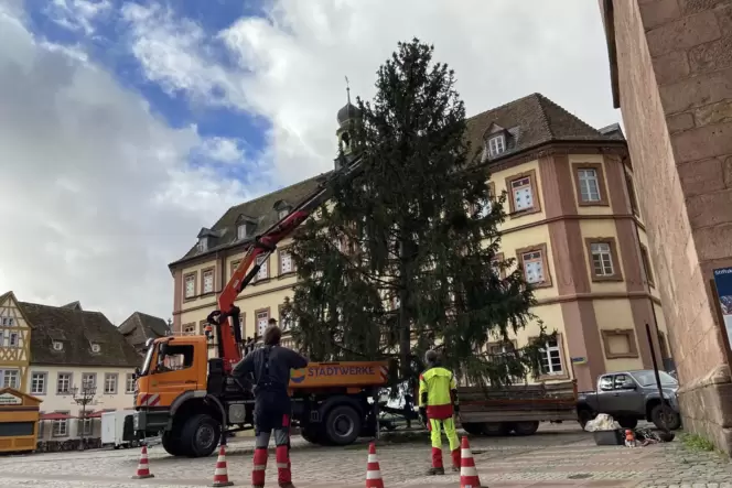 Aufstellung des Weihnachtsbaums vor der Stiftskirche Ende November 2023: Die Tanne kam damals aus St. Martin.