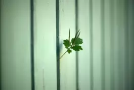 Ein grünes Pflanzchen wächst durch einen Zaun
