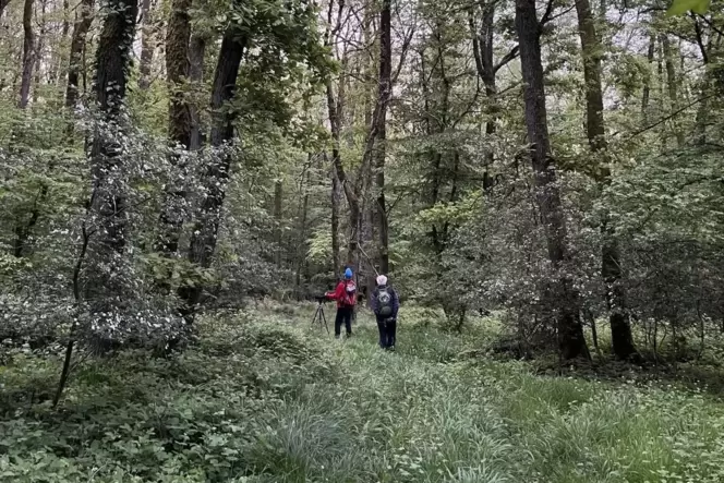 Zwei Männer allein im Wald: Alfred Klein und Heiner Ackermann beim Birdrace auf der Suche nach Spechten.