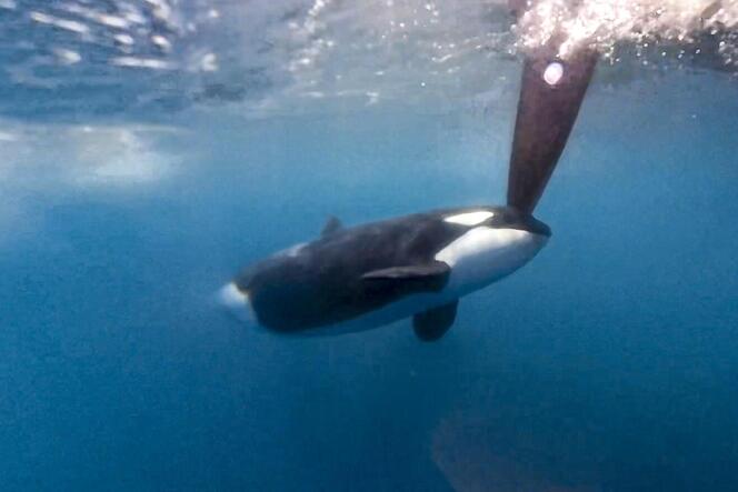 Immer wieder attackieren Orcas Boote.