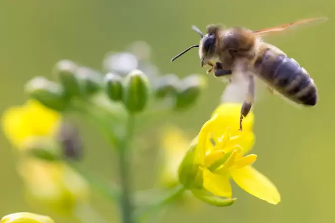 Fasziniert nicht nur Honigesser: Biene.