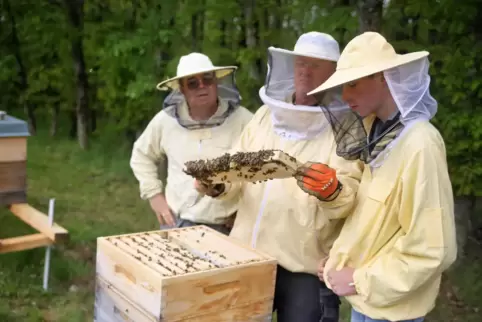 Christian Zick, Peter Groß und Marc Sablery (von links), vom Imkerverein Altenglan, kümmern sich um eines der Bienenvölker. Eini