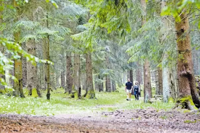 Noch gilt der Nationalpark Hunsrück-Hochwald als Geheimtipp: Ministerpräsidentin Malu Dreyer schätzt die Besucherzahl für das ve