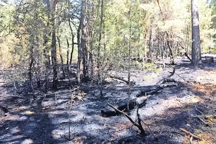 Alles schwarz: Zwischen Höningen und Lindemannsruhe brannte gestern ein Stück Wald.