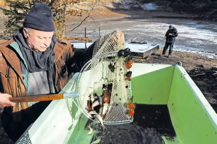 Vorsitzender Rolf König beim Abfischen des Isenachweihers 2009. Das war wegen der Sanierung der Staumauer nötig geworden.