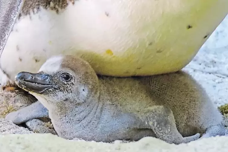 Ein knuffiges Pinguin-Baby kuschelt sich an seine Mama.