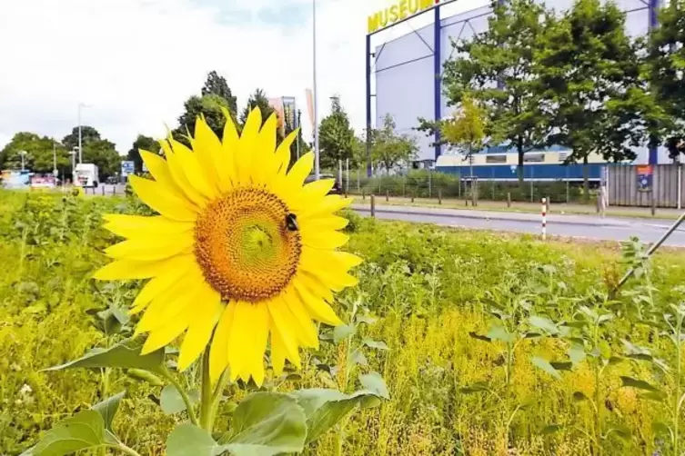 Und ewig lockt die Sonnenblume: ökologisch aufgewertete „Eh-da“-Fläche nahe dem Technik-Museum.