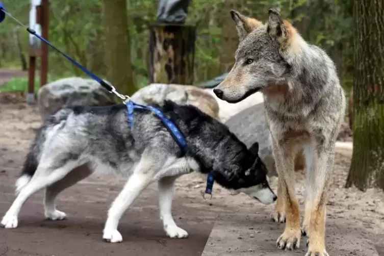 Wie wurde der Wolf zum Hund? Die Forscher sequenzierten das Erbgut eines Hundes, der vor 7000 Jahren bei Herxheim lebte. Foto: d