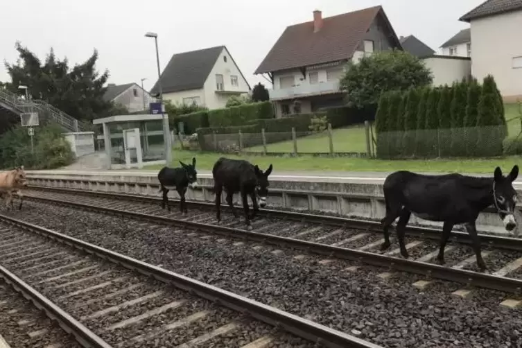 Drei Esel und ein Maultier sind in Alsenbrück-Langmeil ausgebüxt und auf den Bahngleisen Richtung Enkenbach-Alsenborn marschiert