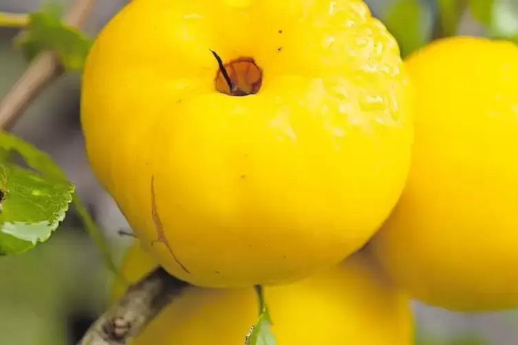Die Früchte der Zierquitte schmecken sauer wie Zitronen.