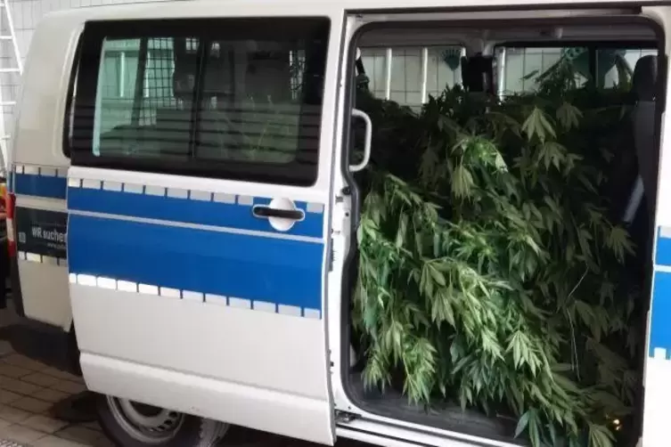 Mit einem Bus transportierte die Polizei die Pflanzen in die Asservatenkammer nach Pirmasens. Foto: Polizei 
