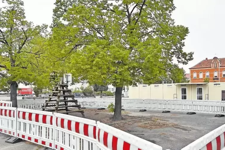 Schillerschule: Die Asphaltdecke und die Bäume, die sie angehoben haben, werden in den Herbstferien verschwinden.