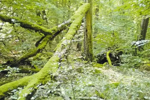 In der Kernzone des Biosphärenreservats wird der Wald sich selbst überlassen.