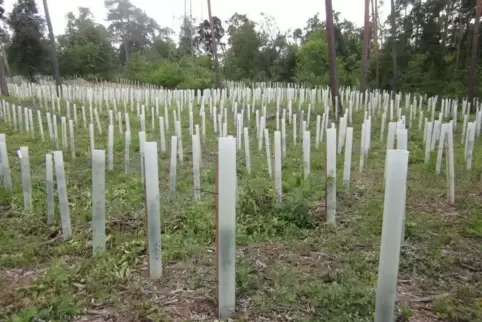Rettungsversuche: Diese Setzlinge sollen den Käfertaler Wald wieder in die Balance bringen. Foto: büg