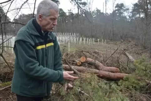 Gefällte Kiefern und neu gepflanzte Bäume: Förster Norbert Krotz hat im März dieses Jahres die schwierige Lage im Rheinauer Wald
