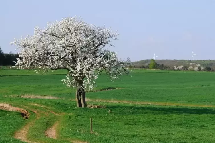Solitärbäume, die oft die Landschaft bestimmen: alte Birnbäume.