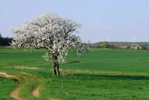 Solitärbäume, die oft die Landschaft bestimmen: alte Birnbäume.