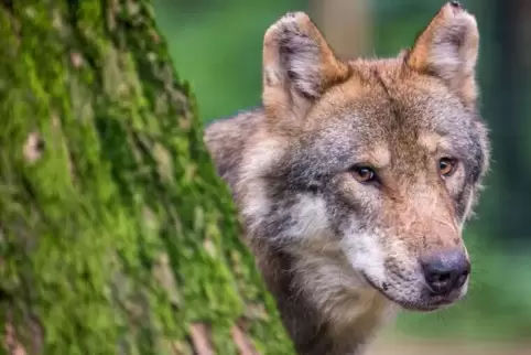 Zum zweiten Mal innerhalb von viereinhalb Jahren ist am 20. Dezember nachweislich ein Wolf im Pfälzerwald aufgetaucht: Das Tier 